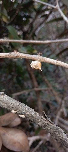 Eugenia gacognei observed 2025-10-25