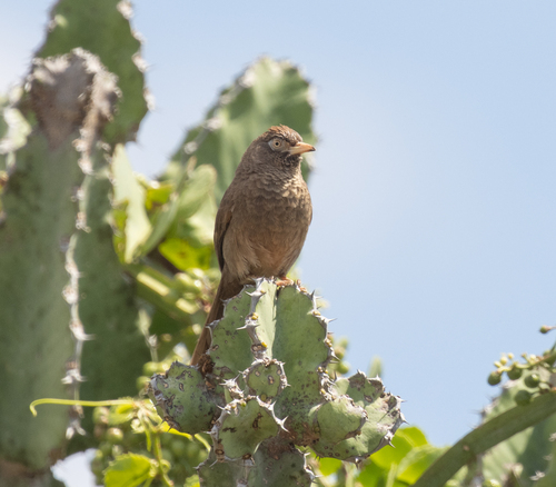 Scaly Chatterer (Argya aylmeri), photo 4