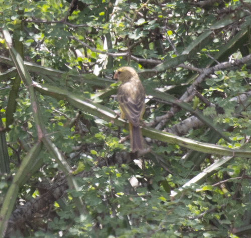 Southern Grosbeak-Canary (Crithagra buchanani)