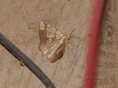 Nematocampa completa