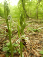 Ophrys oestrifera
