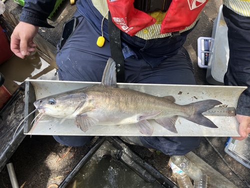 Blue catfish (Neoarius graeffei) — Ariidae — 3