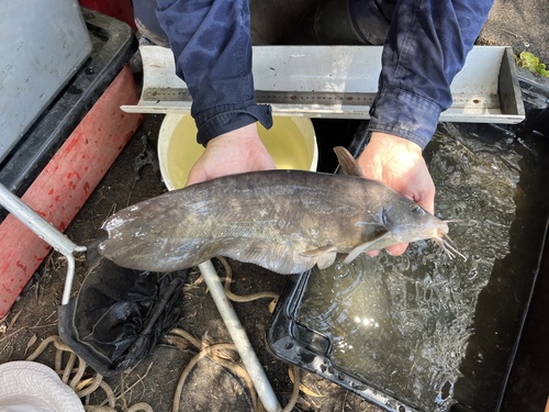 Black catfish (Neosilurus ater) — Plotosidae — 2