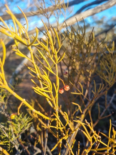 wireleaf mistletoe