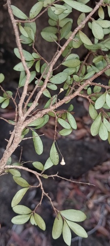 Eugenia horizontalis observed 2025-10-25
