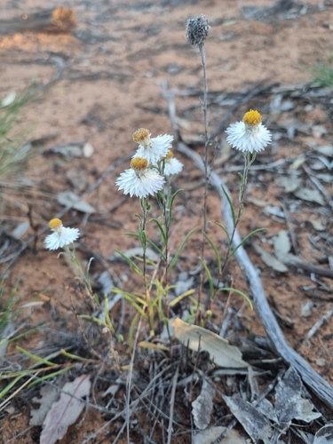 Satin Everlasting