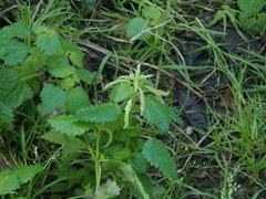 Urtica membranacea