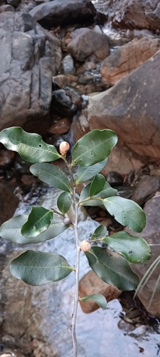 Diospyros vieillardii observed 2025-10-25
