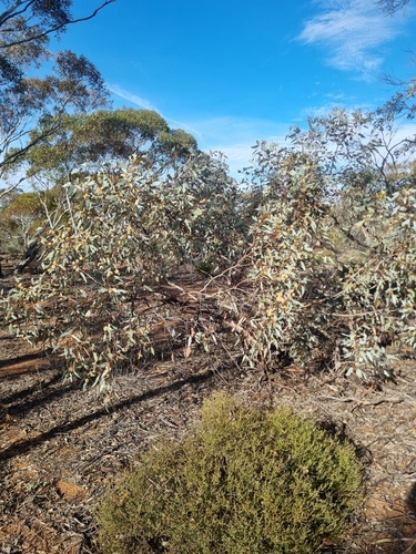 Blue-leaved Mallee