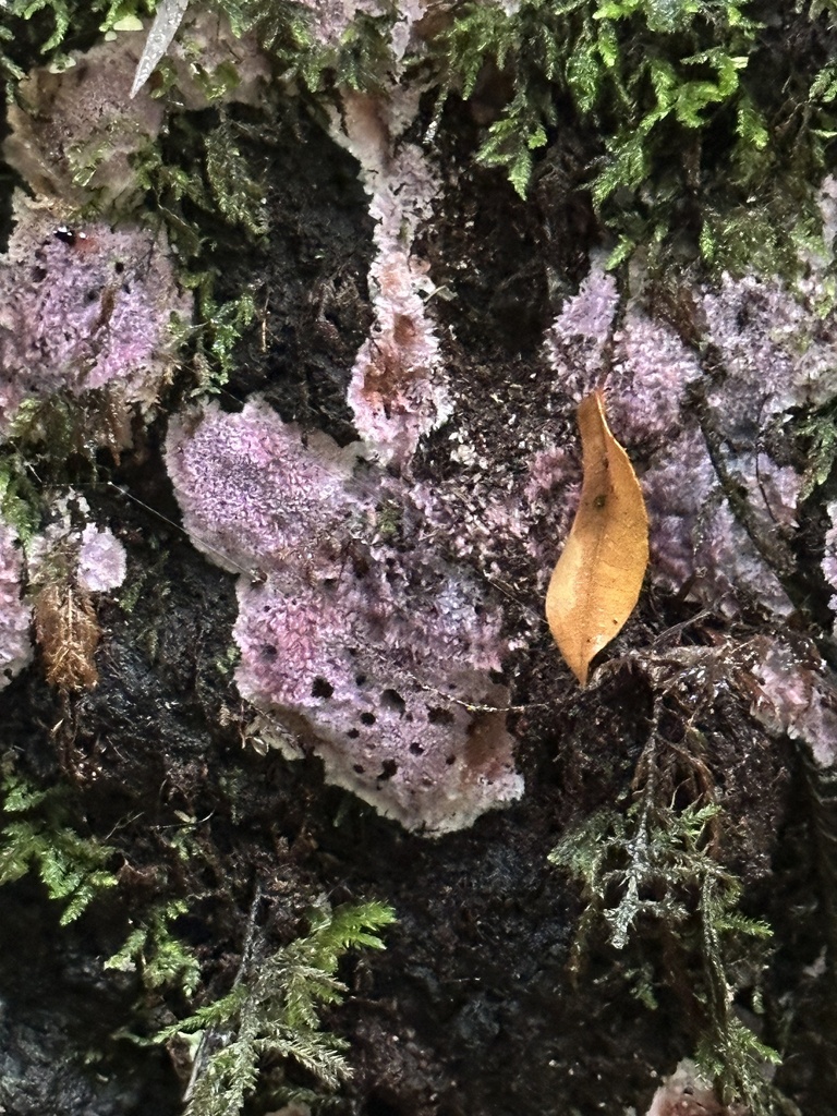 Punctularia atropurpurascens · November 2025 · photo: © junebuggie97 (iNaturalist, cc-by)