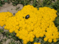 Oxythyrea