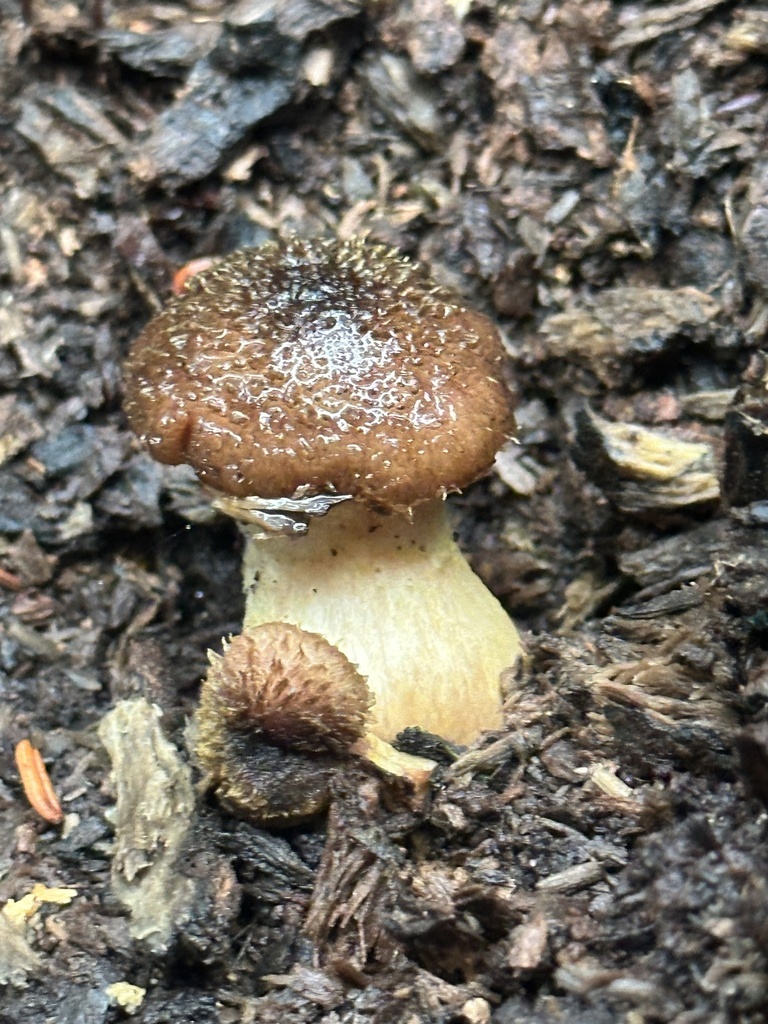Armillaria gallica · November 2025 · photo: © junebuggie97 (iNaturalist, cc-by)