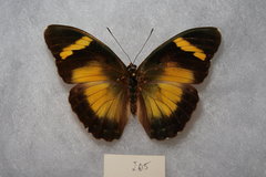Euphaedra neumanni
