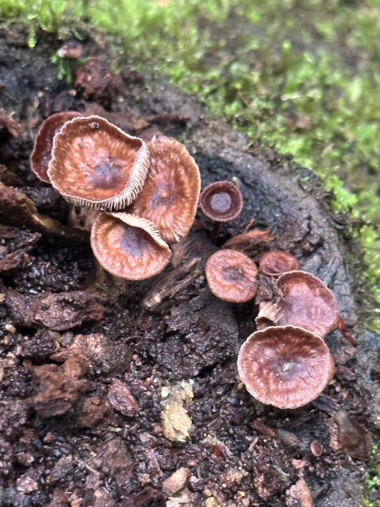 Collybiopsis villosipes · November 2025 · photo: © junebuggie97 (iNaturalist, cc-by)