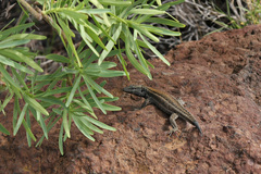 Gallotia caesaris gomerae