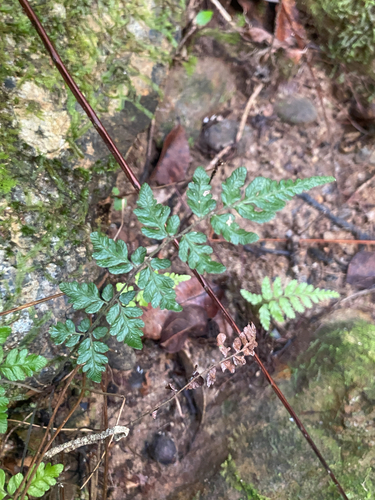 Thelypteris miyagii iNat (3)