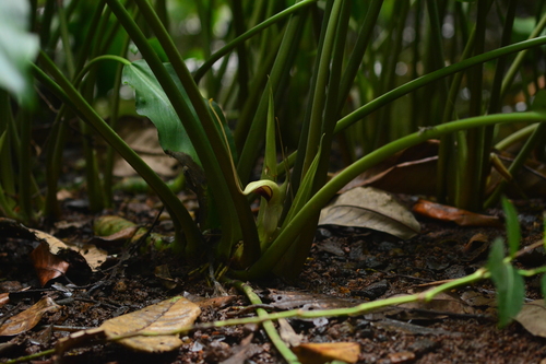 Lagenandra toxicaria