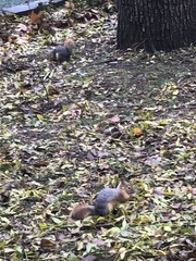 Sciurus anomalus