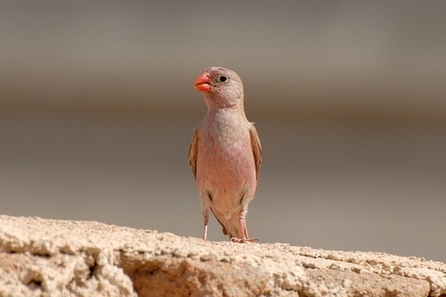 Trumpeter Finch