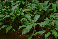 Lagenandra toxicaria