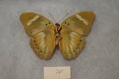 Euphaedra neumanni