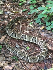 Bothrops moojeni