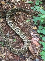 Bothrops moojeni