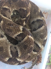 Bothrops moojeni
