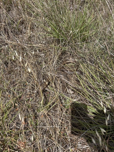 Eastern Brown Snake sighting