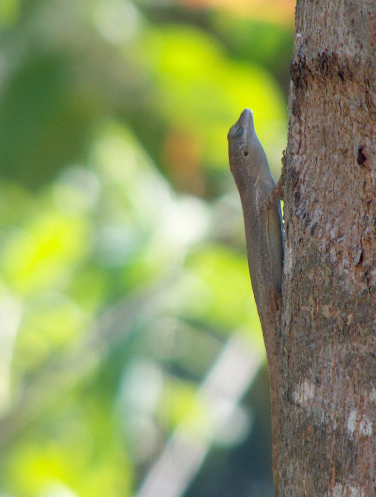 Les Saintes Anole