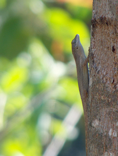Les Saintes Anole