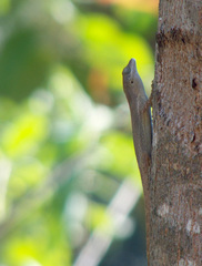 Anolis terraealtae