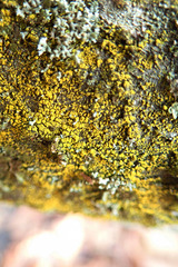 Candelariella xanthostigma