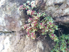 Pilea serpyllacea