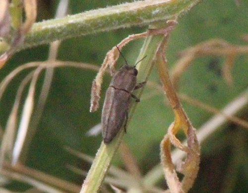 Metallic wood-boring beetle