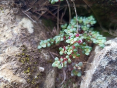 Pilea serpyllacea, photograph (c) Michal Honskus, some rights reserved (CC BY)