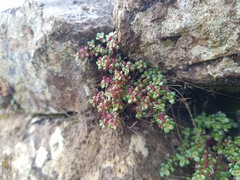 Pilea serpyllacea, photograph (c) Michal Honskus, some rights reserved (CC BY)