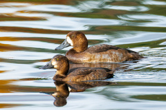 Greater Scaup photo 6