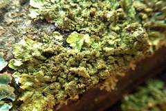 Melanelixia glabratula