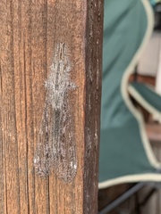 Acanthaclisini