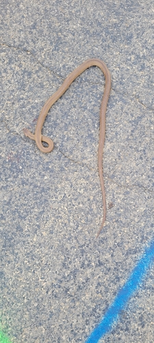 Eastern Brown Snake sighting