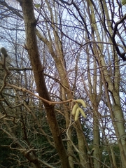 Corylus avellana