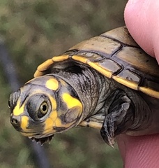 Yellow-Spotted River Turtle photo 4
