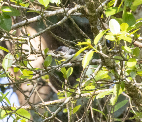 Black-headed Apalis (Apalis melanocephala), photo 5