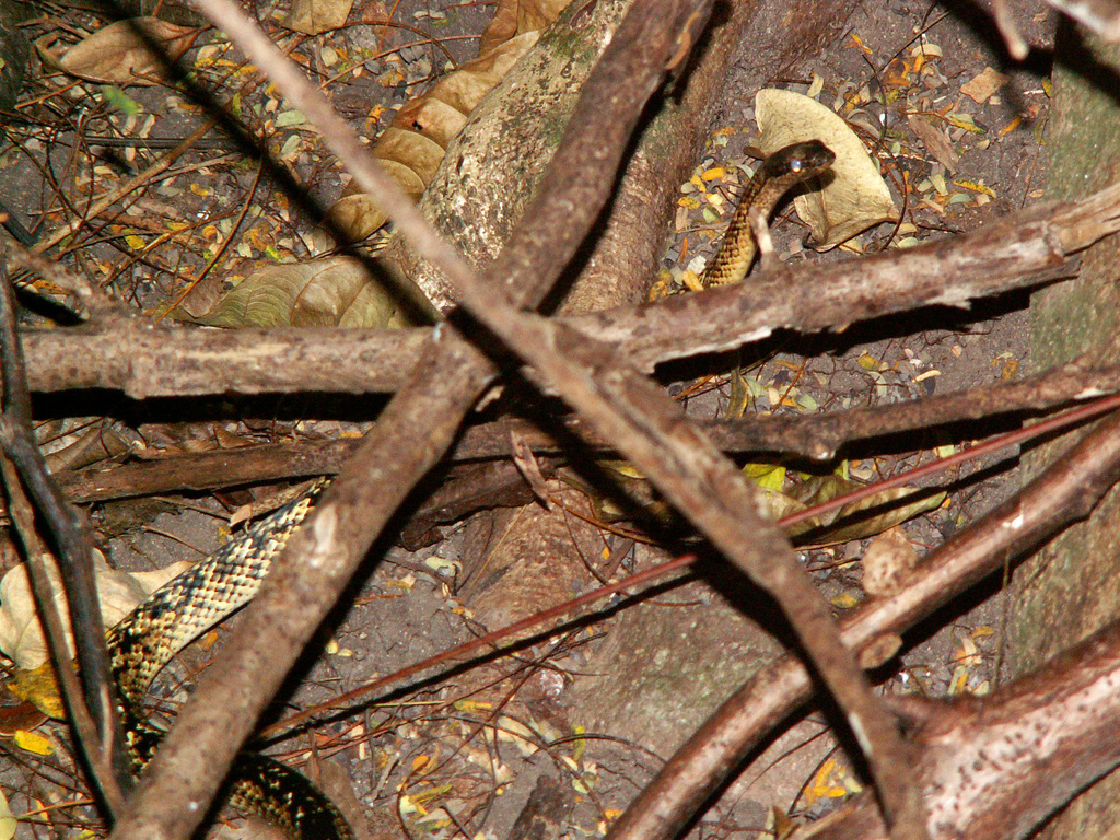 Terre-de-Bas Racer