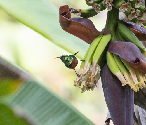 Usambara Double-collared Sunbird (Cinnyris usambaricus), photo 2