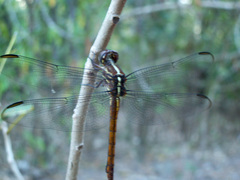 Orthemis macrostigma