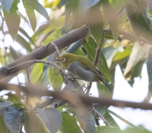 South Pare White-eye (Zosterops winifredae), photo 2