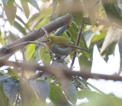 South Pare White-eye (Zosterops winifredae), photo 2