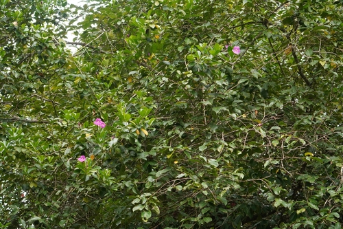 Bignonia magnifica, photograph 3